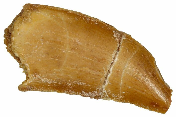 Bargain Raptor Tooth - Feeding Worn Tip #333367